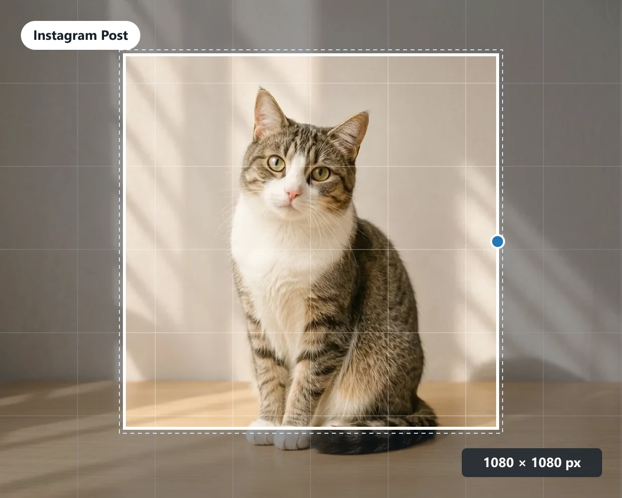 Cat photo with a square 1:1 crop frame ready for an Instagram post