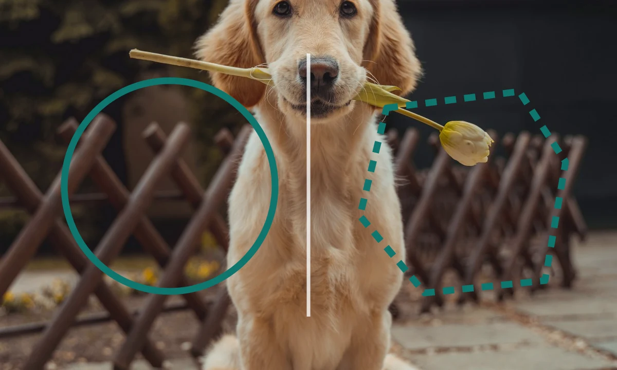 A dog shown with a circular crop boundary and an irregular lasso selection outline