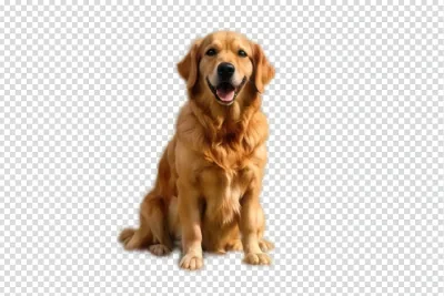 Finished cutout of a golden retriever